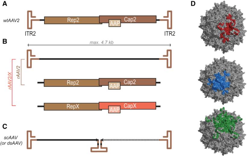 Fig-1-AAV-Virus-and-Genomic-Vector