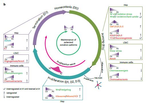 A-Spatiotemporal-Atlas-of-Mouse-Liver