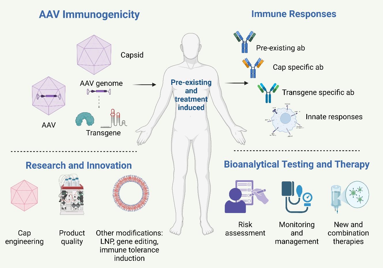 Innovations-in-AAV-Immunogenicity-Management