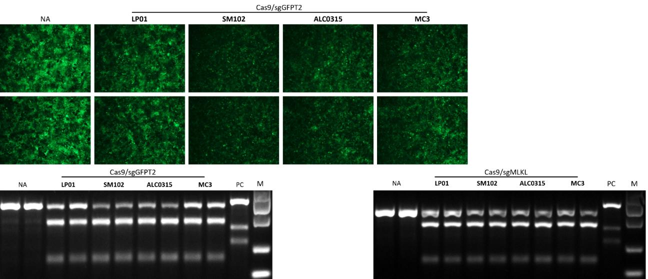 72hrs after transduction of SpCas9 mRNA co- encapsulated with sgRNA in LNP at a ratio of 1:1