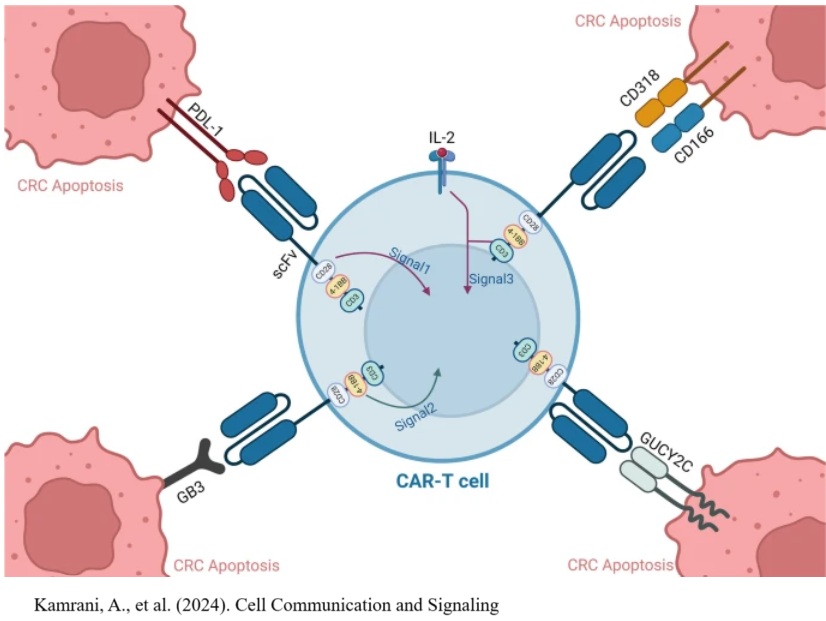 CAR-T targets are being investigated