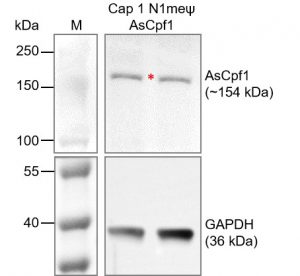 Cap-1-N1meψ-AsCpf1