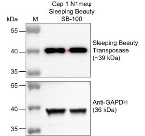 Cap-1-N1meψ-Sleeping-Beauty-SB-100