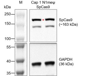 Cap-1-N1meψ-SpCas9