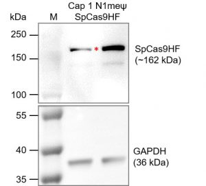 Cap-1-N1meψ-SpCas9HF