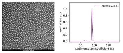 High full capsid rate through process optimization1