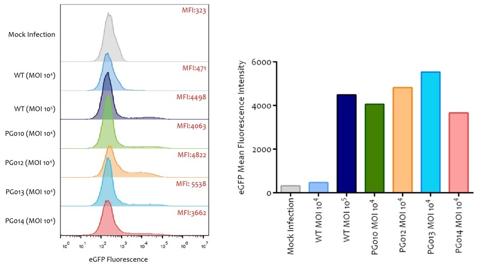 Infection-of-Quiescent-Primary-Human-T-Cells-with-Novel-PackGene-AAV6-Serotypes-–-FACS-Analysis1