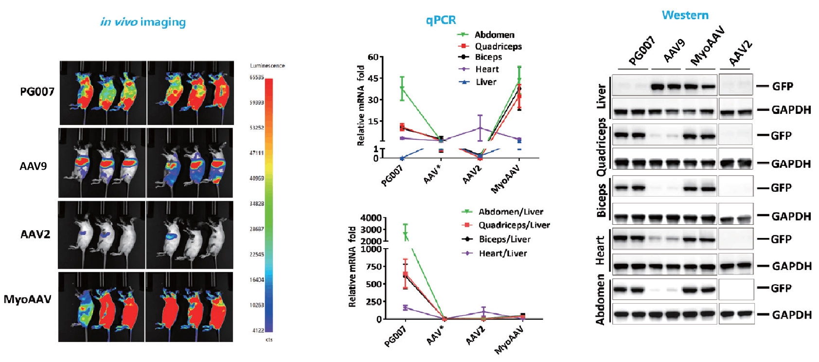 Mouse-samples-are-collected-21-days-after-virus-injection
