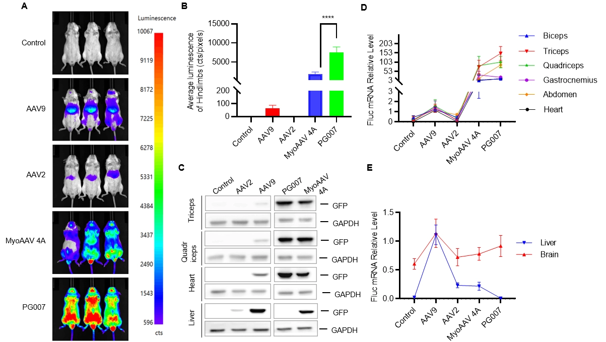 PG007-is-both-efficient-and-specific-in-muscle-targeting-cross-rodent-species (1)