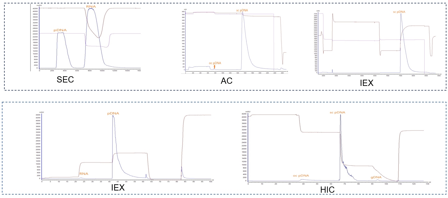 Two-step Purification Process to Improve Plasmid Quality