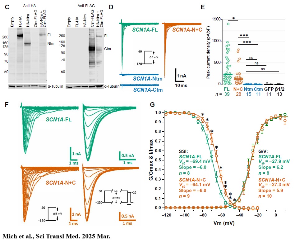 figure-3-Functional-Reconstitution-of-NaV1.1