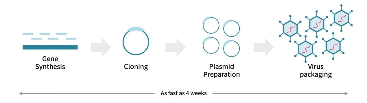 gene to lentivirus process