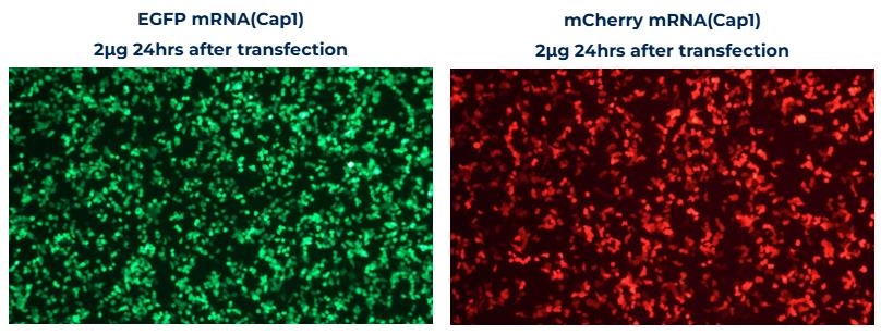 mRNA Expression