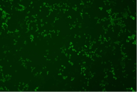 transduction-test-fluorescent-field7